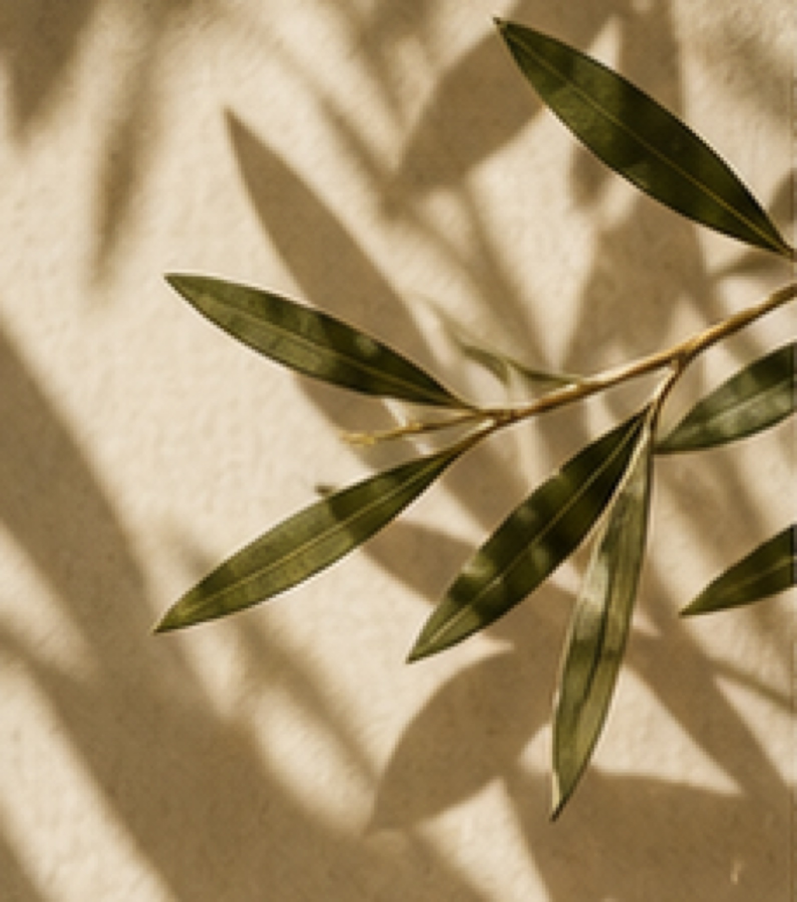 Olive branch shadow on stone